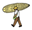 La Tradición y Sostenibilidad en la Milpa de Don Carlos